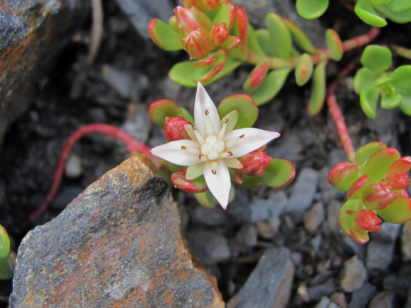 Изображение особи Sedum stevenianum.