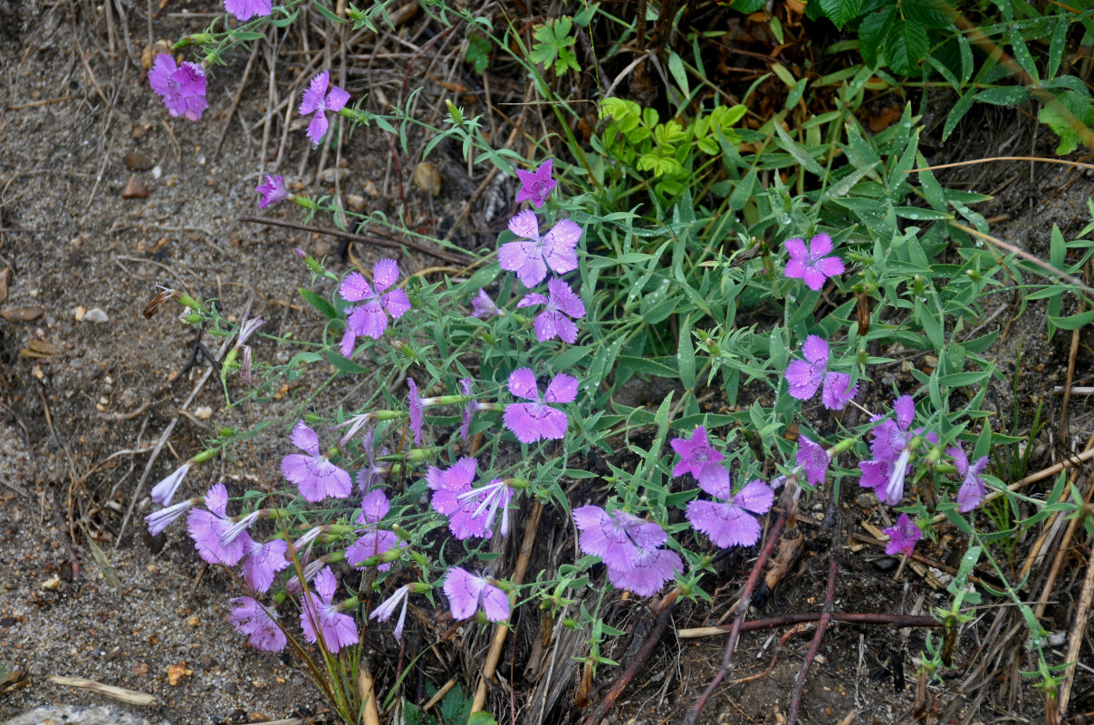 Image of Dianthus chinensis specimen.