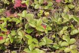 Fragaria viridis. Вегетирующие растения. Республика Алтай, Улаганский р-н, ур. Пазырык, луг. 6 августа 2020 г.
