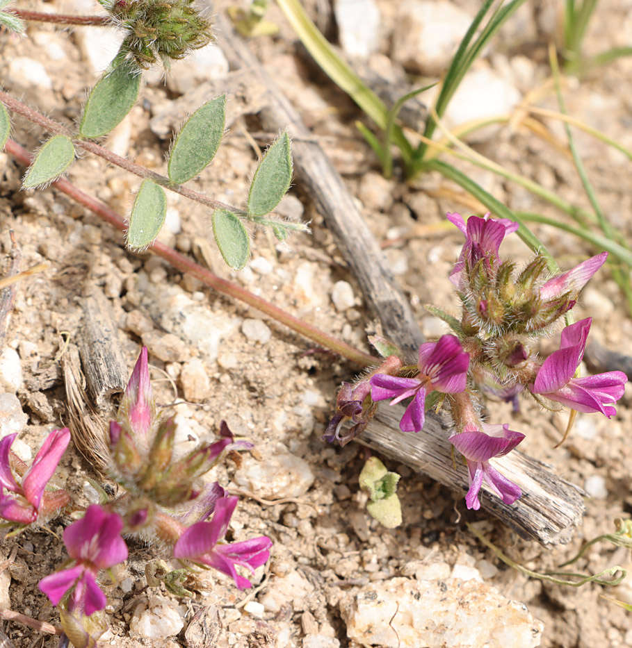 Изображение особи Oxytropis litwinowii.
