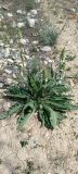 Смотреть изображение Phlomoides mihaelis