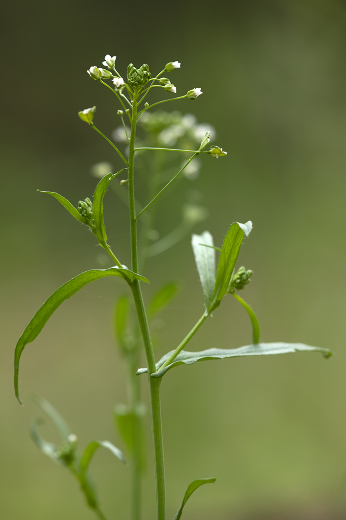 Image of Capsella bursa-pastoris specimen.