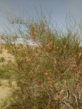 genus Calligonum