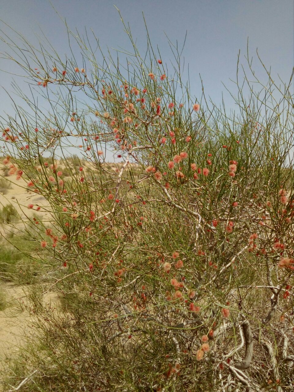 Image of genus Calligonum specimen.