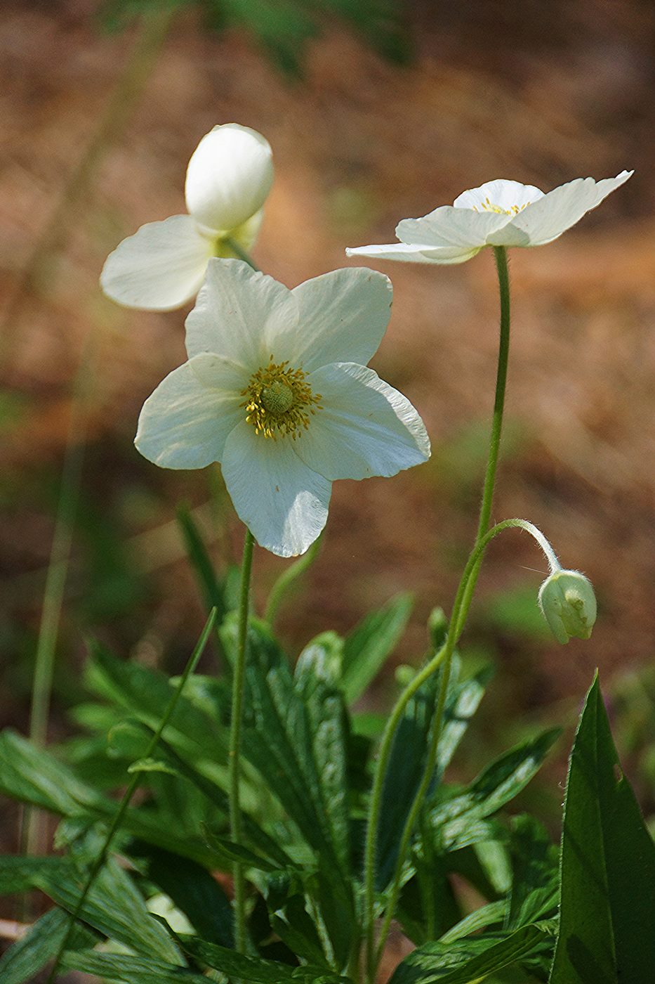 Image of Anemone sylvestris specimen.