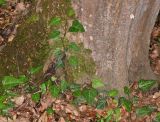 Hedera pastuchovii. Побеги в основании ствола дерева. Дагестан, Магарамкентский р-н, окр. с. Хтун-Казмаляр, Самурский лес. 7 мая 2022 г.