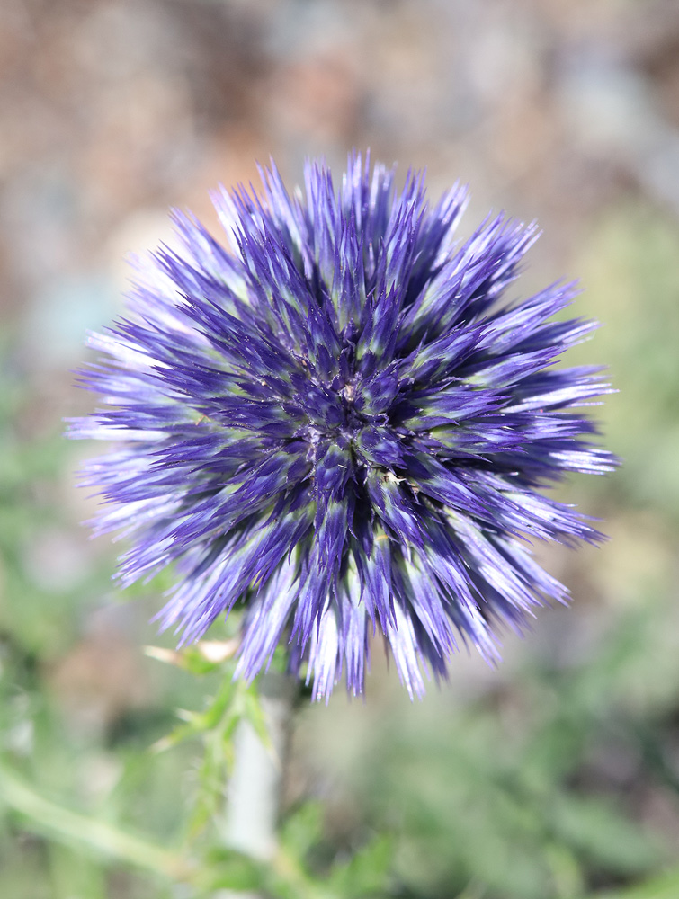 Image of genus Echinops specimen.