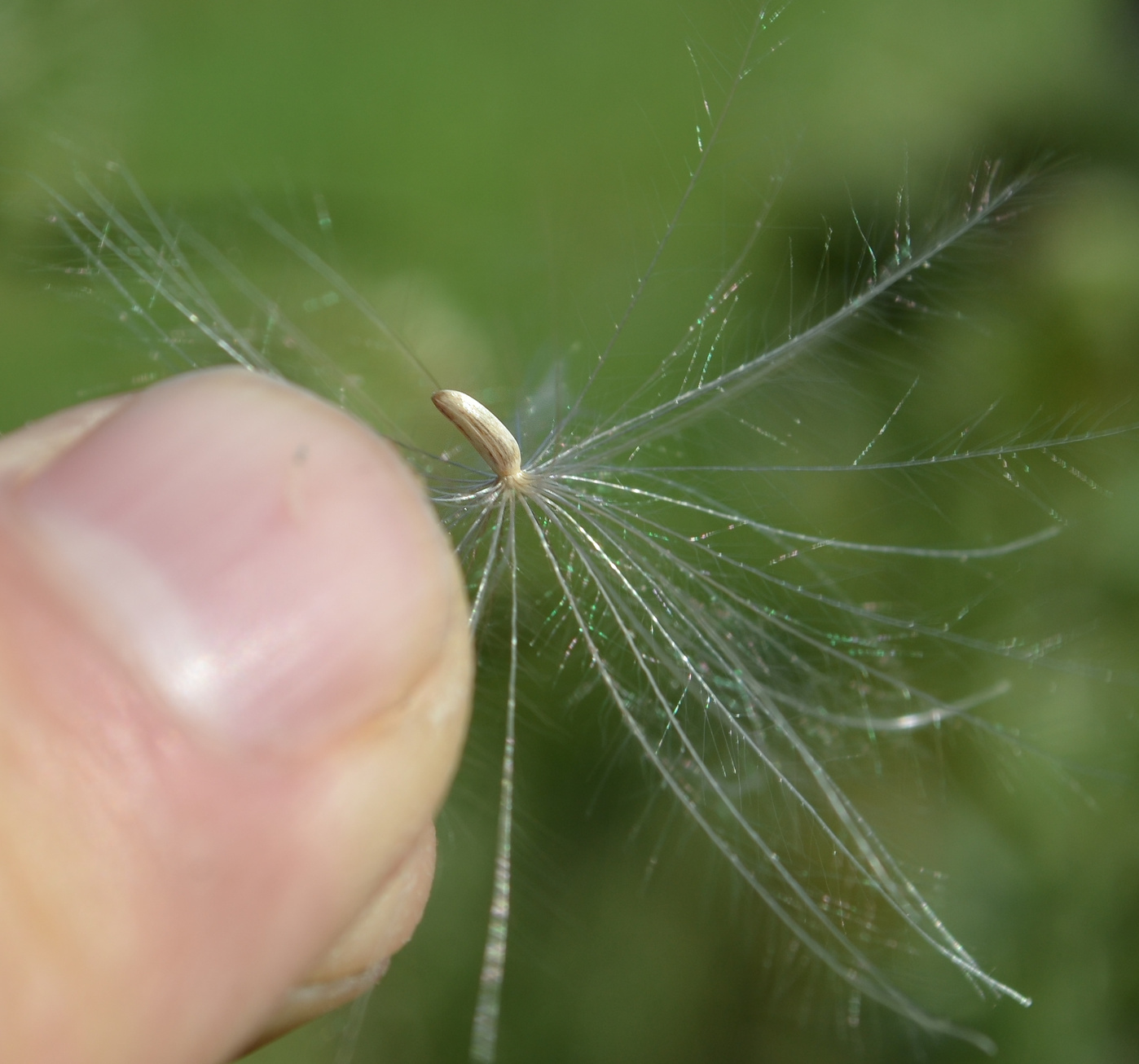 Image of Cirsium vulgare specimen.