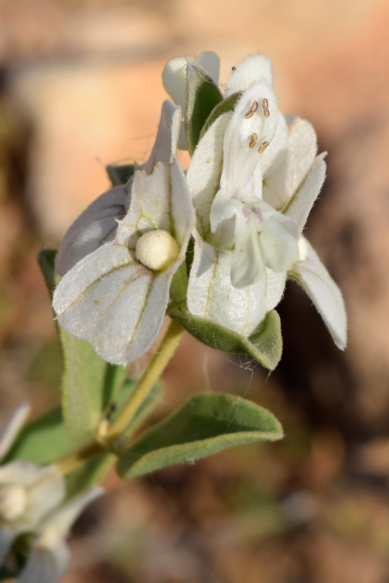 Изображение особи Otostegia olgae.