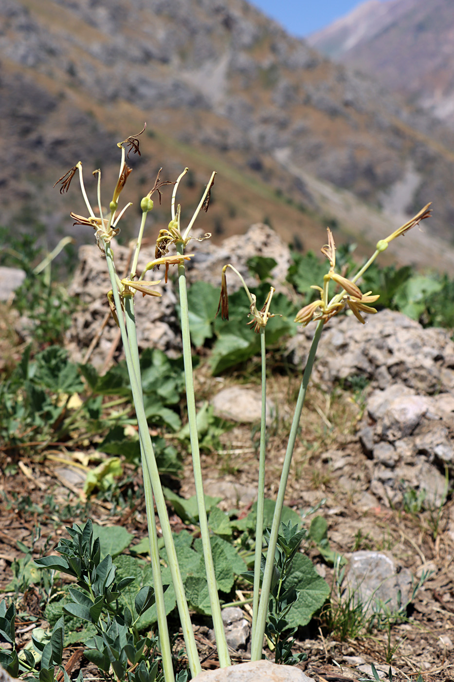 Image of Ungernia sewerzowii specimen.