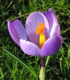 Crocus vernus. Цветущее растение. Нидерланды, Гронинген, в культуре. 9 февраля 2008 г.