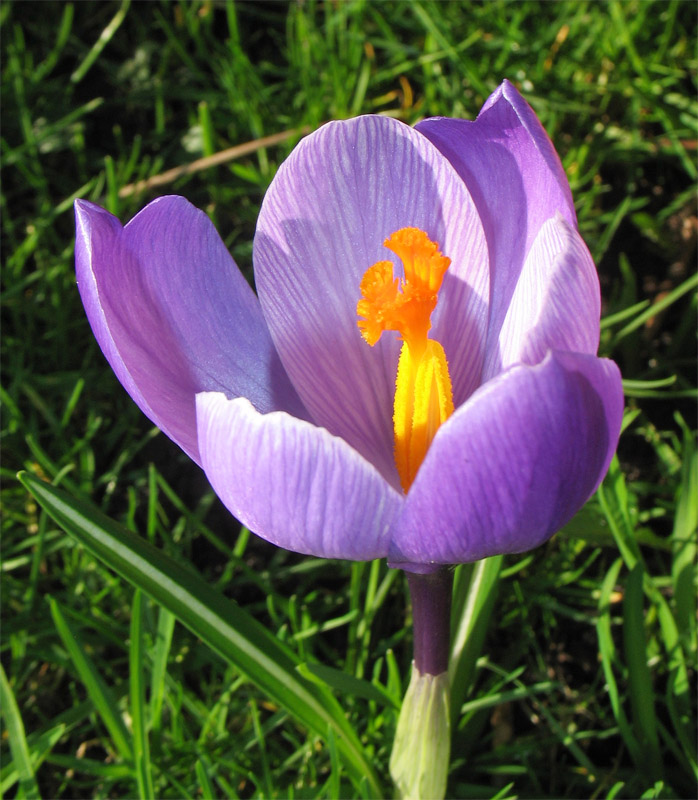 Изображение особи Crocus vernus.