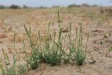 Aeluropus littoralis. Плодоносящее растение. Узбекистан, Бухарская обл., экоцентр \"Джейран\", закреплённые пески. 3 мая 2022 г.