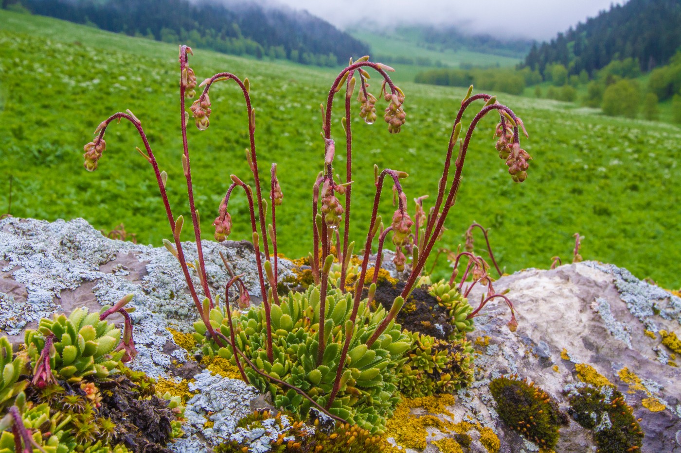 Изображение особи Saxifraga kolenatiana.