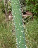 Agave vilmoriniana