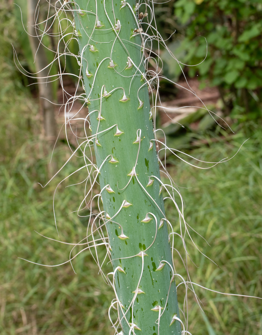 Изображение особи Agave vilmoriniana.