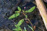 Persicaria amphibia