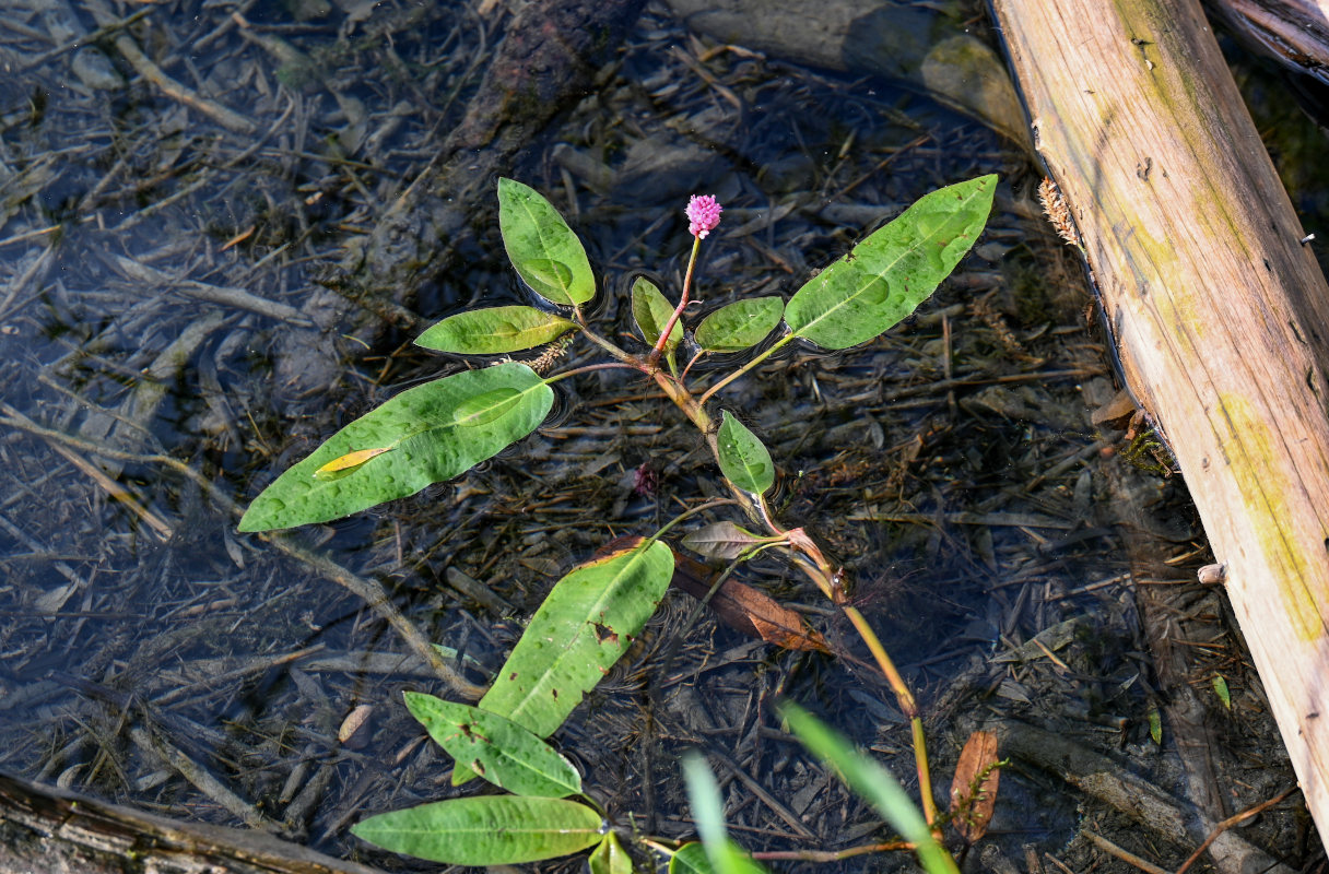 Image of Persicaria amphibia specimen.