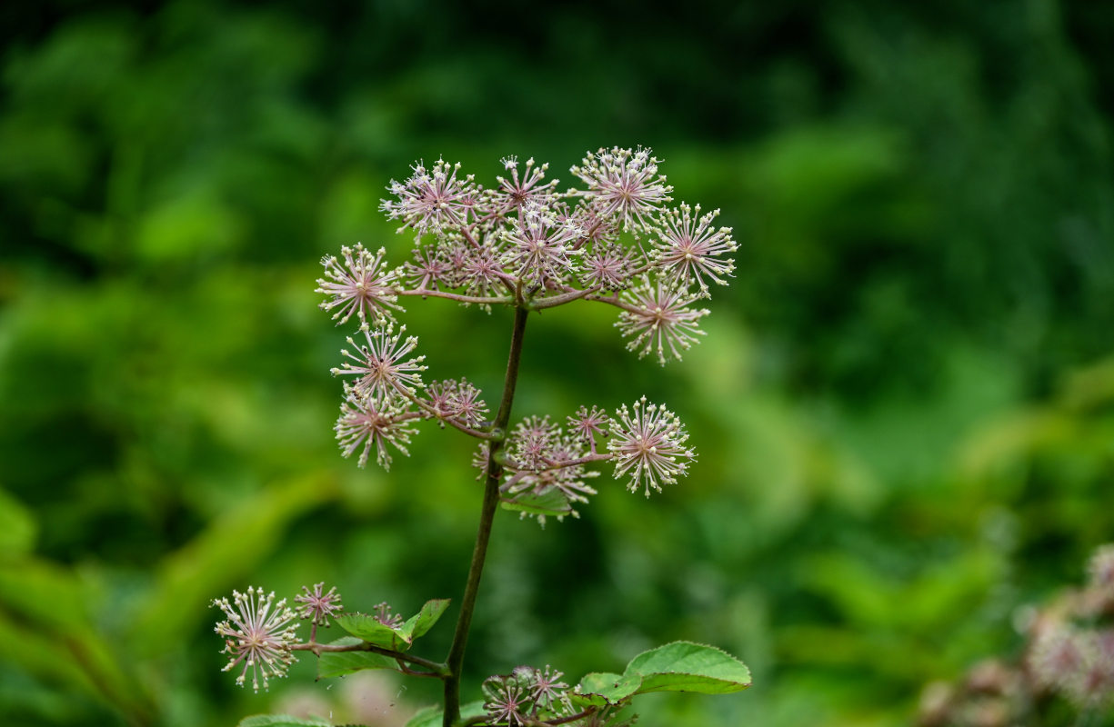 Image of Aralia cordata specimen.