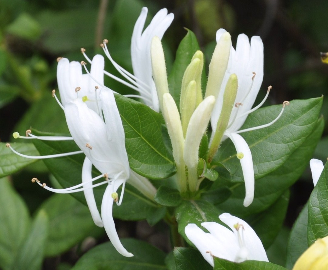 Изображение особи Lonicera japonica.