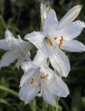 Paradisea liliastrum