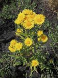 Inula britannica