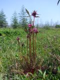 Pedicularis nasuta