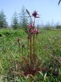 Pedicularis nasuta. Растение с распускающимся соцветием. Магаданская обл., Ольский р-н, руч. Наледный, закустаренный увлажнённый участок. 07.07.2022.