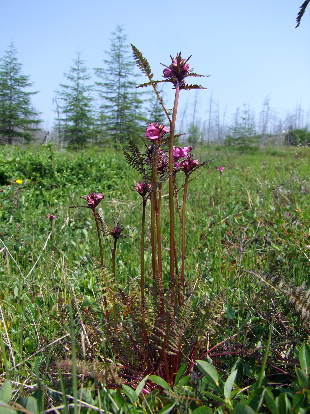 Image of Pedicularis nasuta specimen.