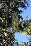 Caryota urens