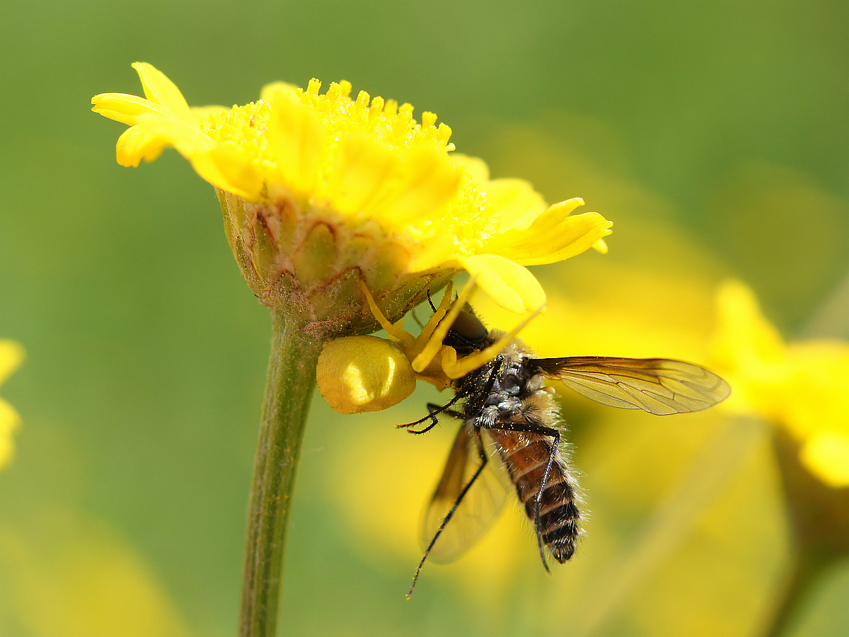 Image of Tanacetum millefolium specimen.