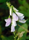 Galega officinalis