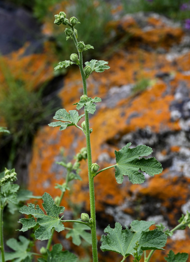 Изображение особи Alcea rugosa.