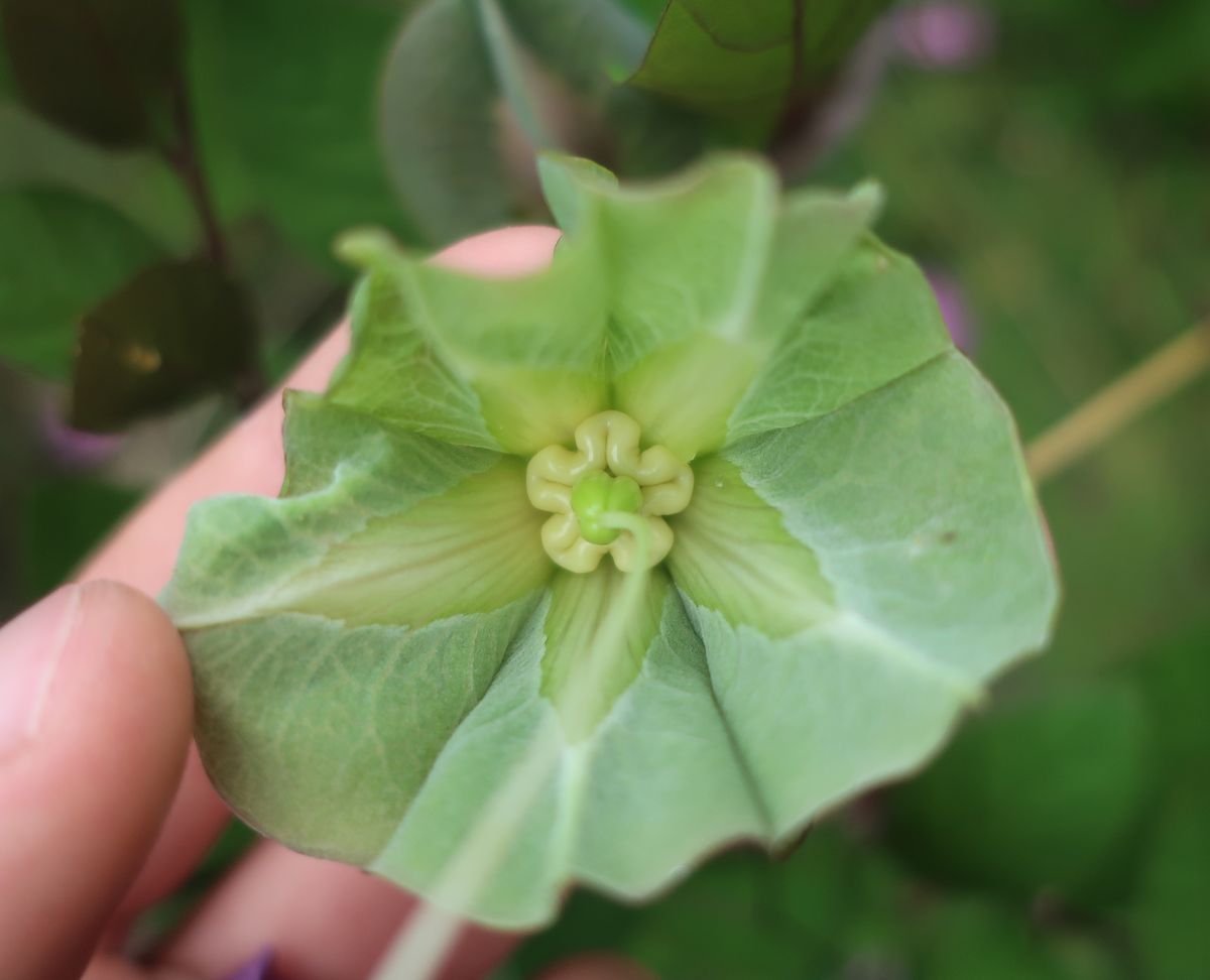 Изображение особи Cobaea scandens.