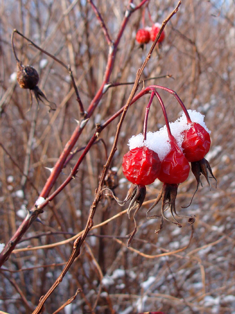 Image of genus Rosa specimen.