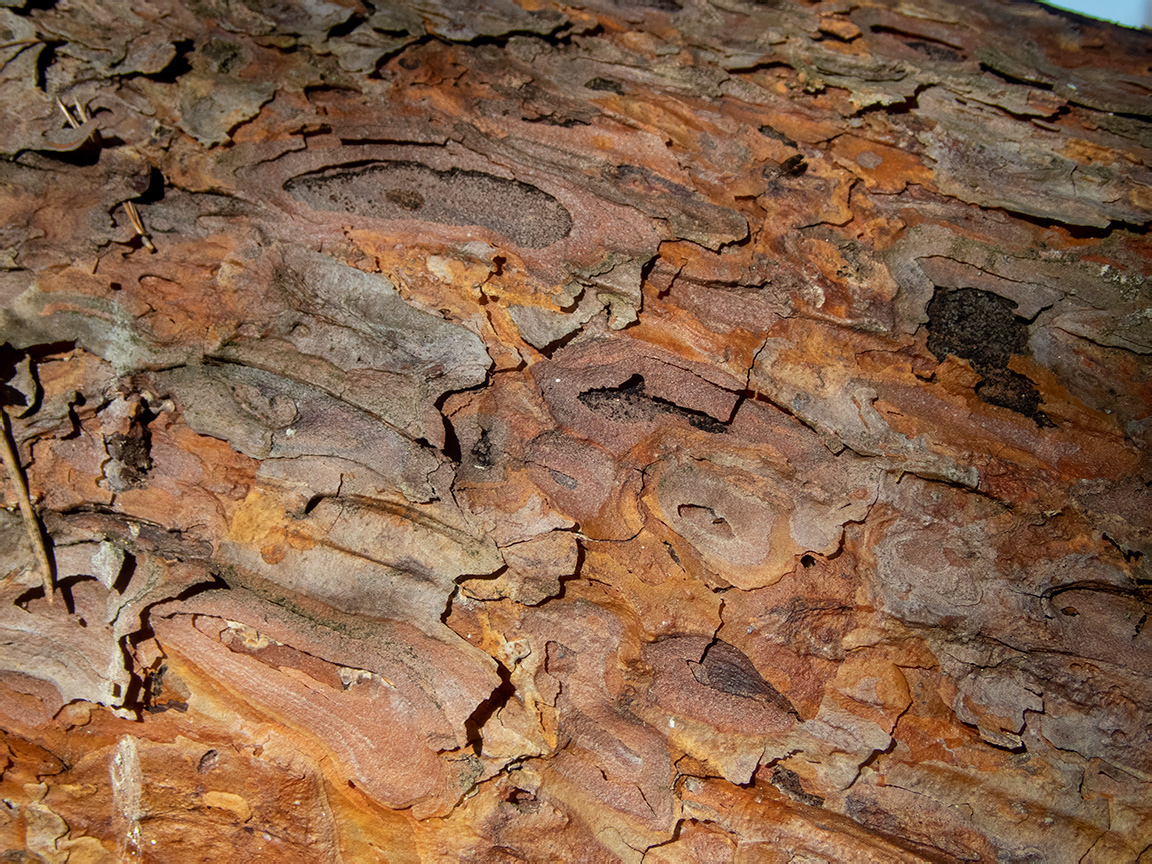 Image of genus Pinus specimen.