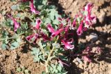 Corydalis persica