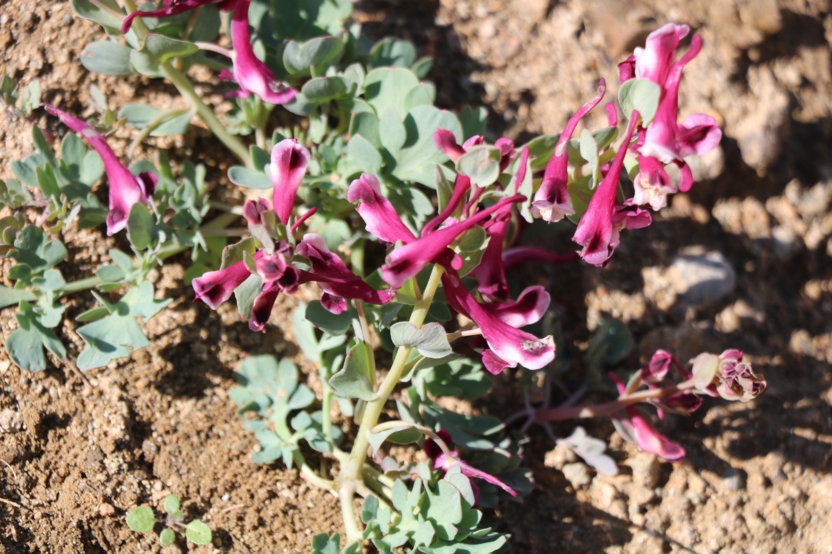 Image of Corydalis persica specimen.
