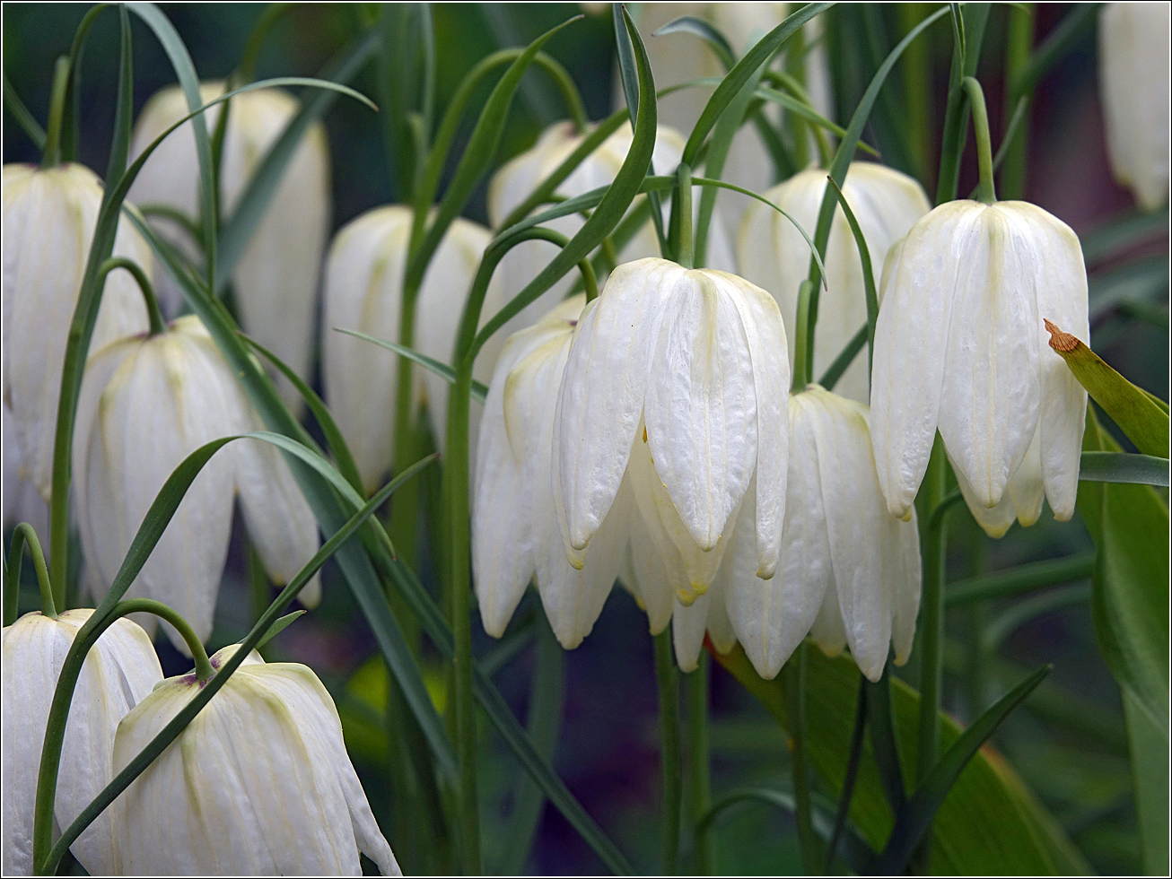 Изображение особи Fritillaria meleagris.