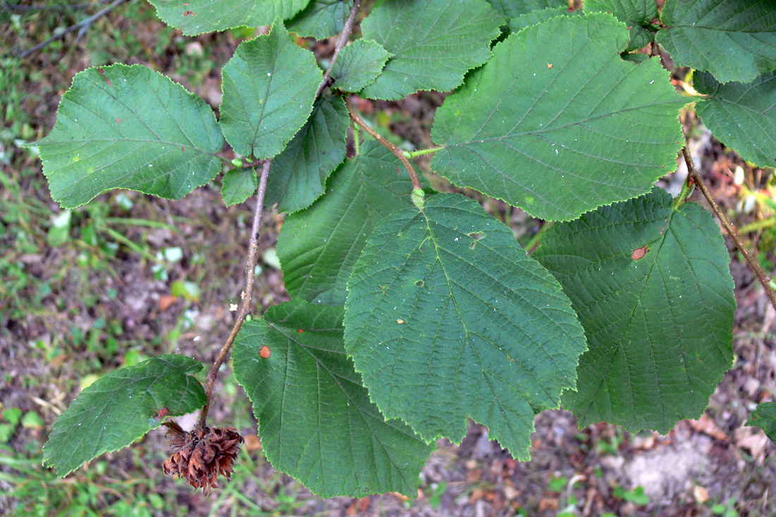 Image of Corylus avellana specimen.