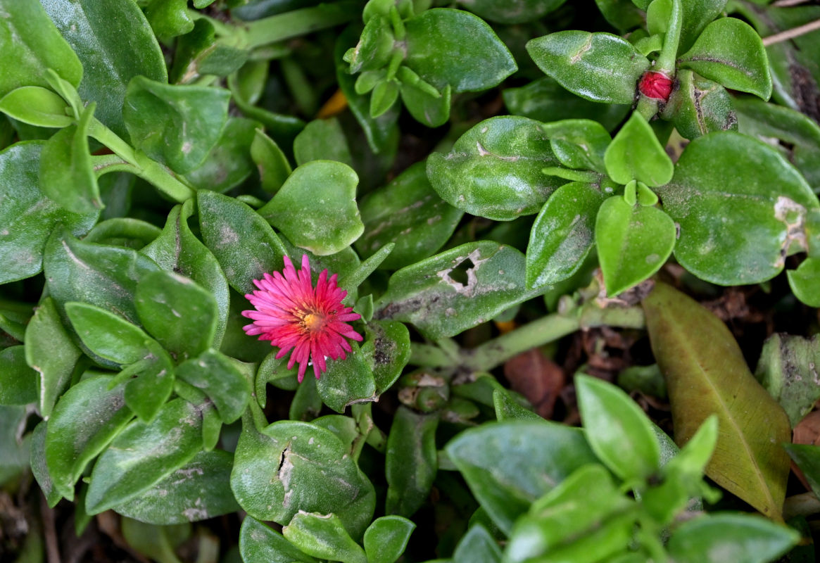 Image of Aptenia × vascosilvae specimen.