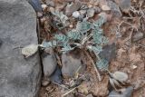 Astragalus ferganensis. Плодоносящее растение. Таджикистан, Согдийская обл., Исфара, глинисто-каменистый склон. 1 мая 2023 г.