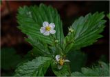 Fragaria vesca