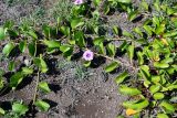 Ipomoea pes-caprae. Побеги с цветками. Чили, обл. Valparaiso, провинция Isla de Pascua, восточная часть острова, церемониальный комплекс Tongariki, высокий берег океана. 12.03.2023.