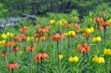 Fritillaria imperialis. Верхушки цветущих растений. Москва, ботанический сад МГУ \"Аптекарский огород\". 08.05.2023.