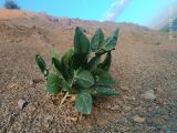 Astragalus terrae-rubrae