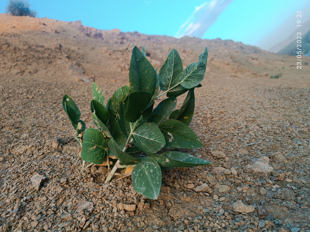 Изображение особи Astragalus terrae-rubrae.