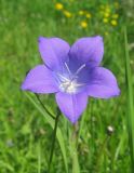 Campanula altaica