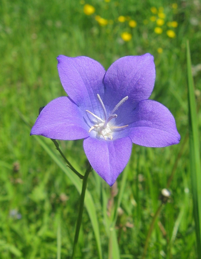 Изображение особи Campanula altaica.