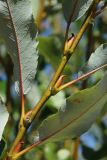 Salix phylicifolia. Часть побега (видна абаксиальная поверхность листьев). Ленинградская обл., окр. пос. Большая Ижора, берег Финского залива, гребень песчаного берегового вала. 20.08.2023.